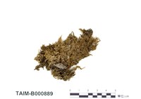 藏品(反捲比賴苔)的圖片